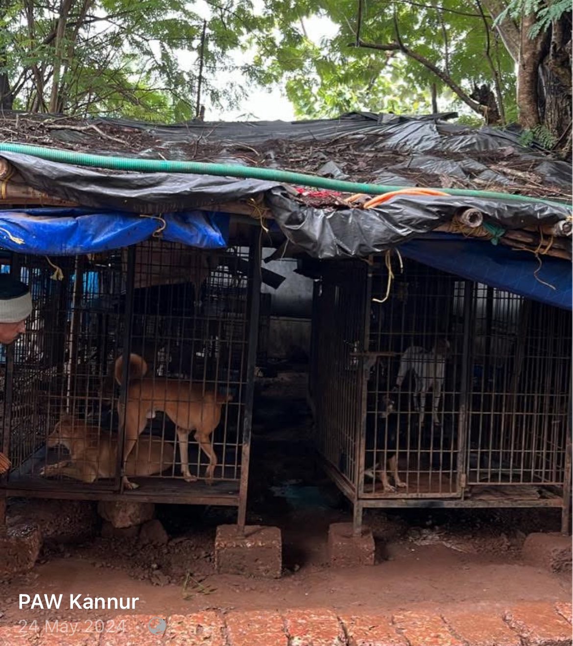 PAW new shelter land — photo 5