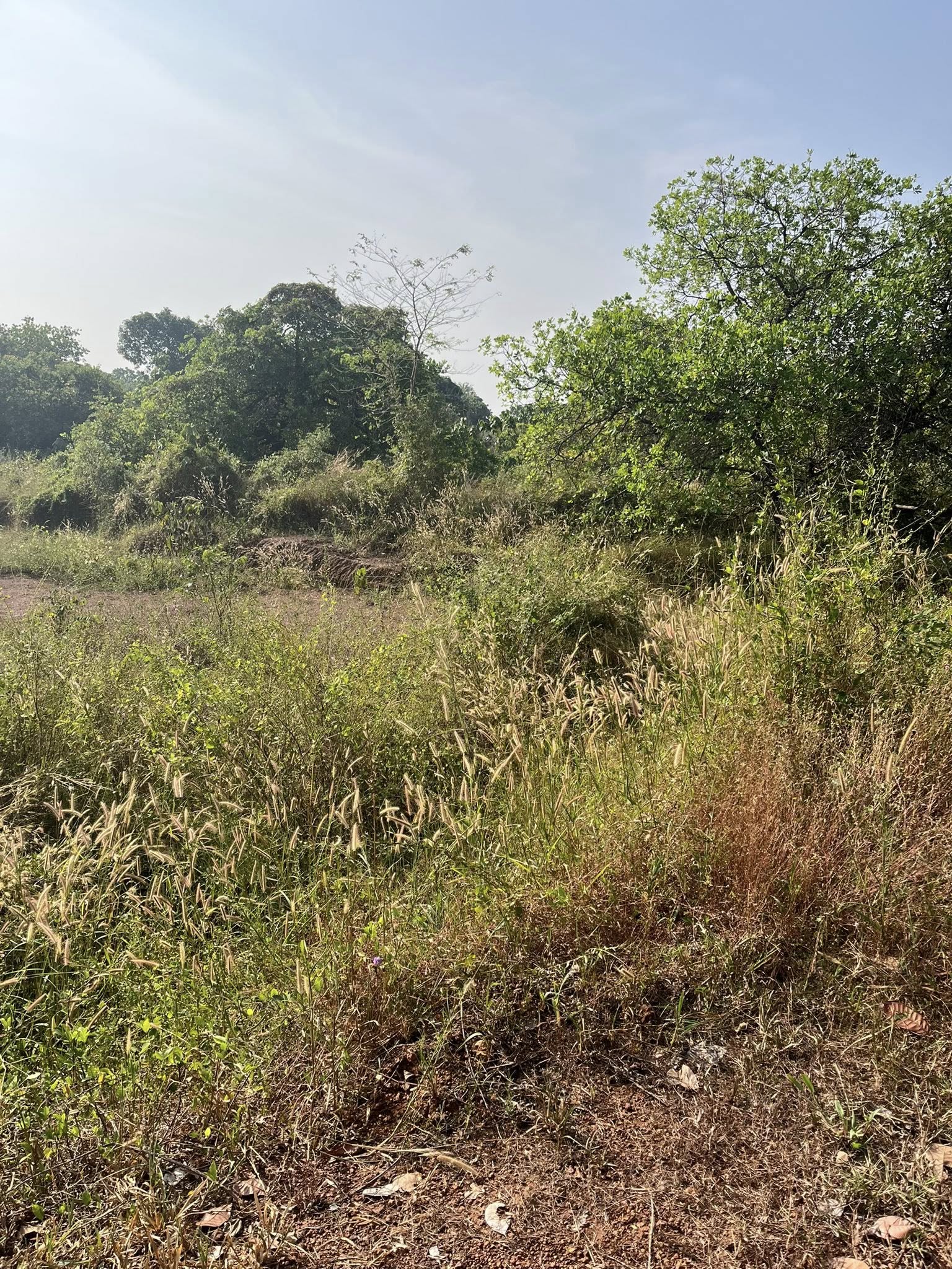 PAW new shelter land — photo 6