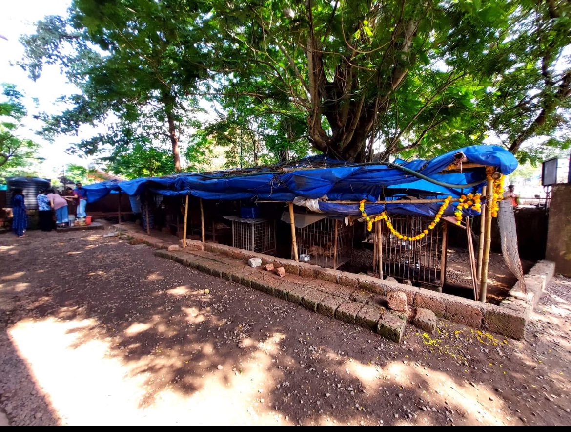 PAW new shelter land — photo 9