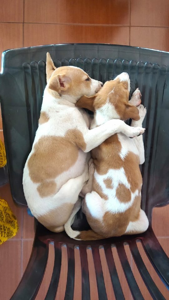 Happy rescue animal at PAW