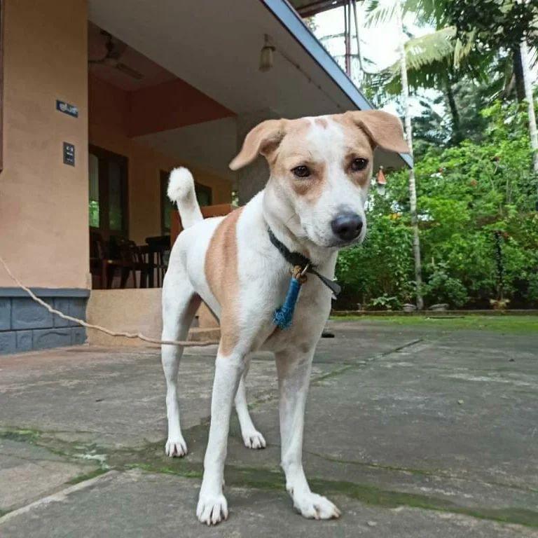 Rescue story at PAW Kannur