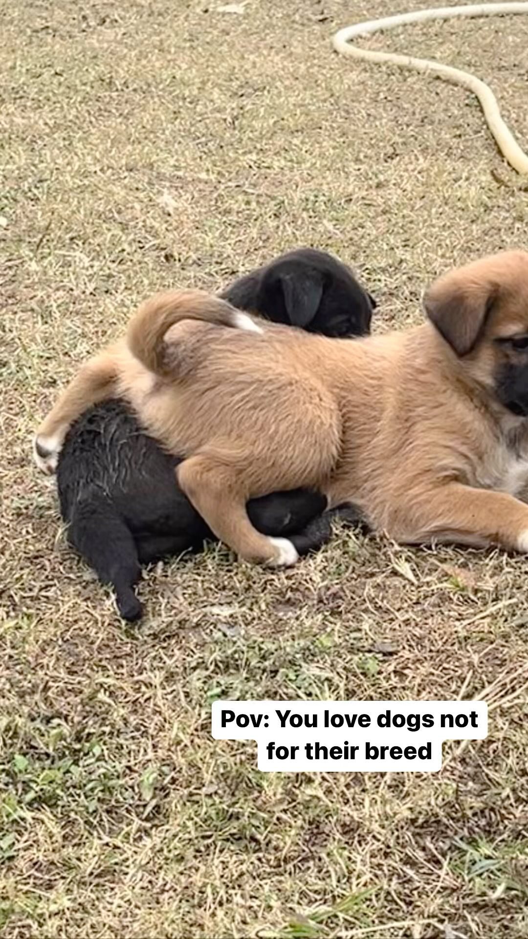 PAW Kannur gallery photo 4