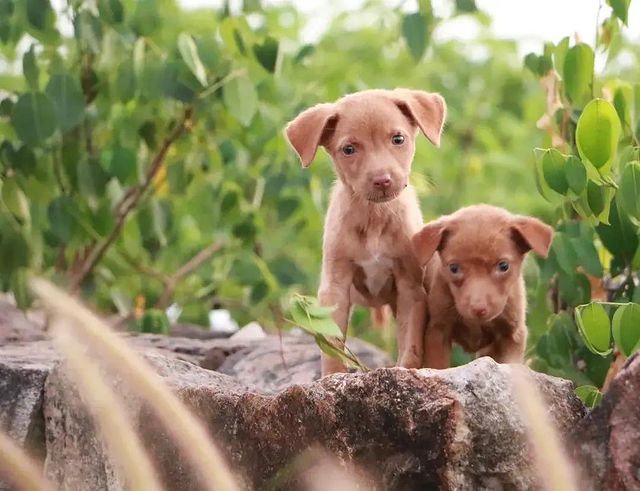 A rescued animal at PAW Kannur