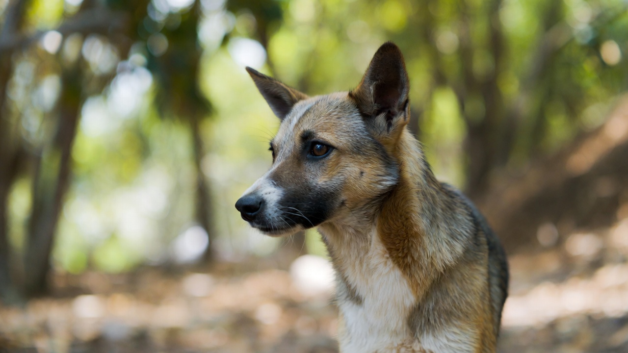 A dog rescued and cared for by PAW Kannur